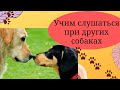 Как научить собаку слушаться при других собаках