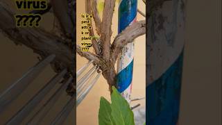 Kisi ko pata ha ye kya ha??? Pest attack or any type of virus??? #gardeningchannel2024 #gardening