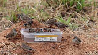 Zebra Finch 10092022