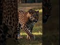 Wait. Watch. Strike. – The Silent Power of the Leopard