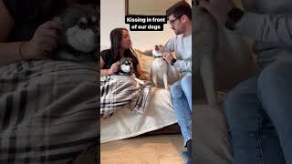 Couple Kissing Triggers Jealous Mini Husky