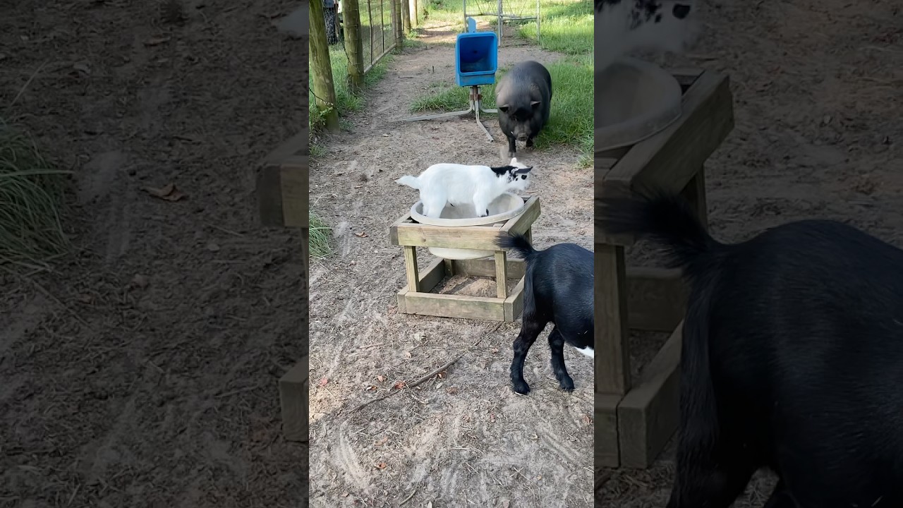 Barnyard Drama Or Cuteness Overload? 