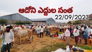 Friday Adhoni Cattles Market 22-09-2023