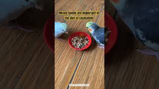 The diet of cockatiels | Mixed seeds The diet of cockatiels | Mixed seeds