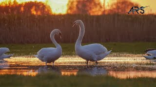 Soothing Music with Beautiful Swans Swimming | Therapy, Yoga and Relaxing Soothing screenshot 5