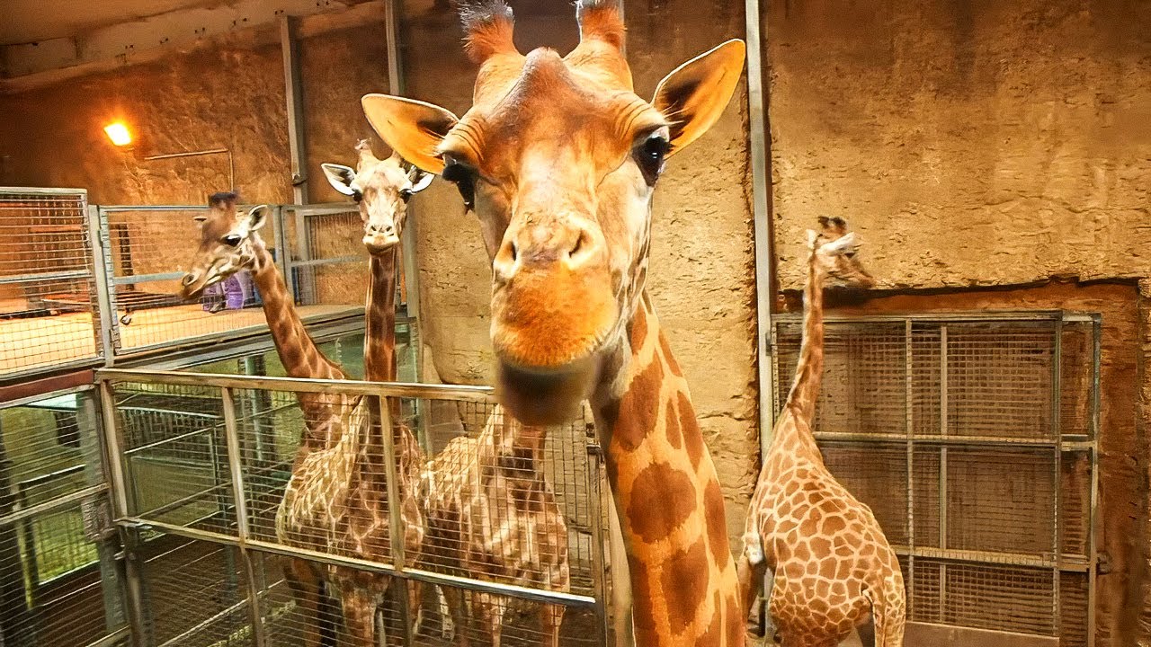 Une saison hors normes au Zoo !