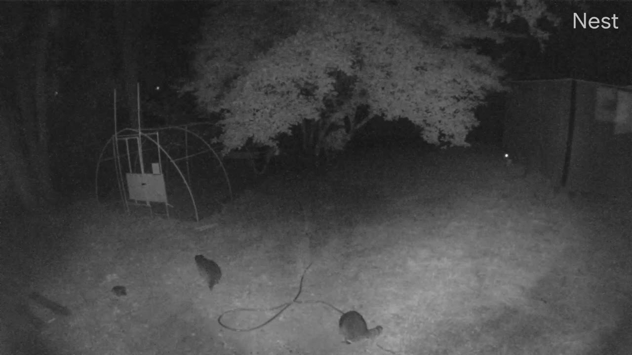 Raccoons prowling around the chicken coop YouTube