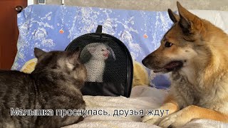 Малютка Проснулась Друзья У Калитки Мыр, Марта, Закрываем Проход В Сарай