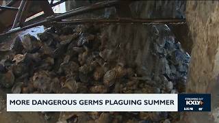 More dangerous germs plaguing summer