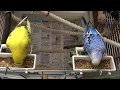セキセイインコ　 それぞれの食べ方　ぴよ＆アイ