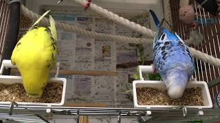 セキセイインコ　 それぞれの食べ方　ぴよ＆アイ