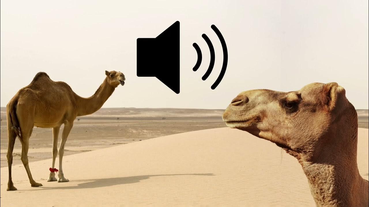 camel-grunts-sound-effects-sfx-hd-youtube