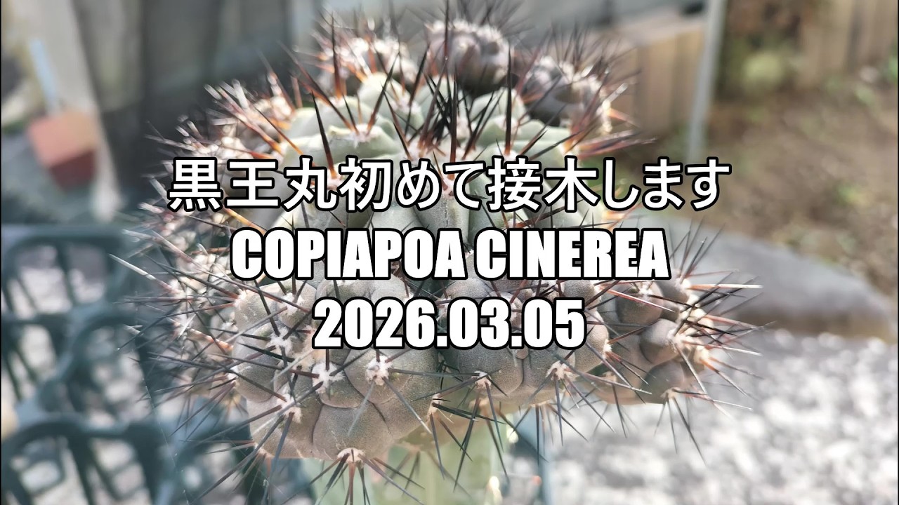 黒王丸初めて接木します Copiapoa cinerea 2026 03 05 - YouTube