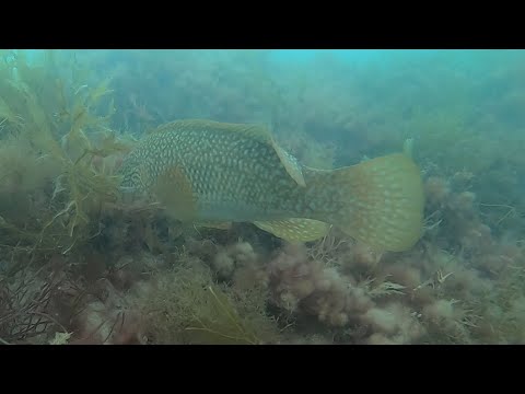 Dorset Diving - Swanage Pier - July 2025