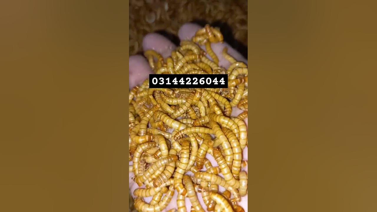 Mealworm Free Delivery YouTube