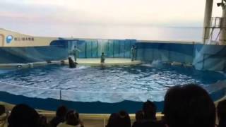 えのすい イルカショー1 20141212