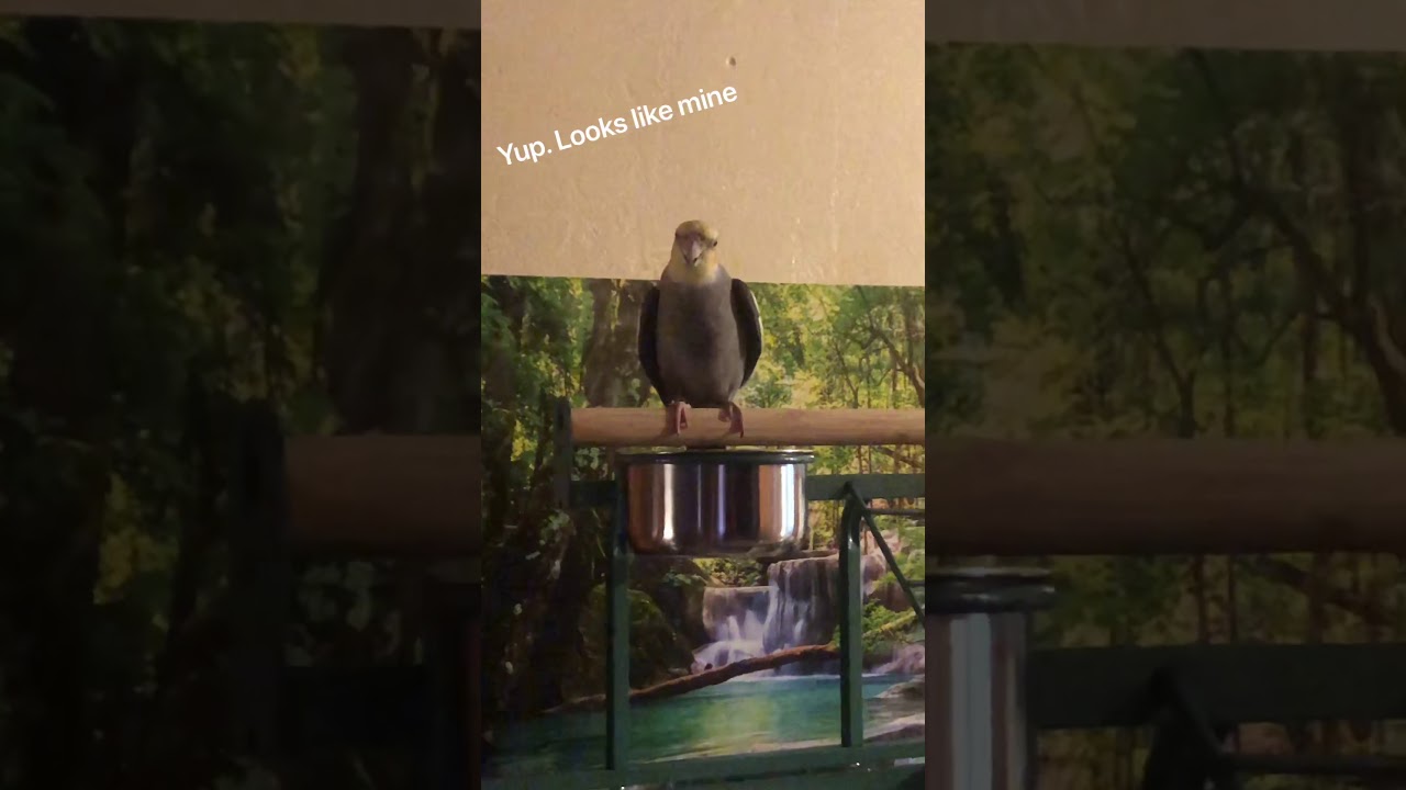 Cockatiel/ budgie attitude YouTube