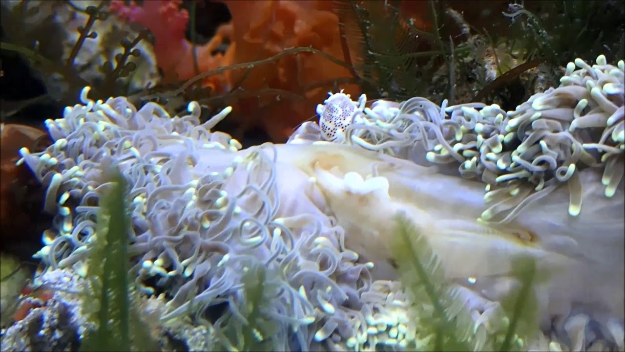 camera iphone 8 plus apk 公主海葵和海葵蟹Magnificent sea anemone & Porcelain Anemone Crab