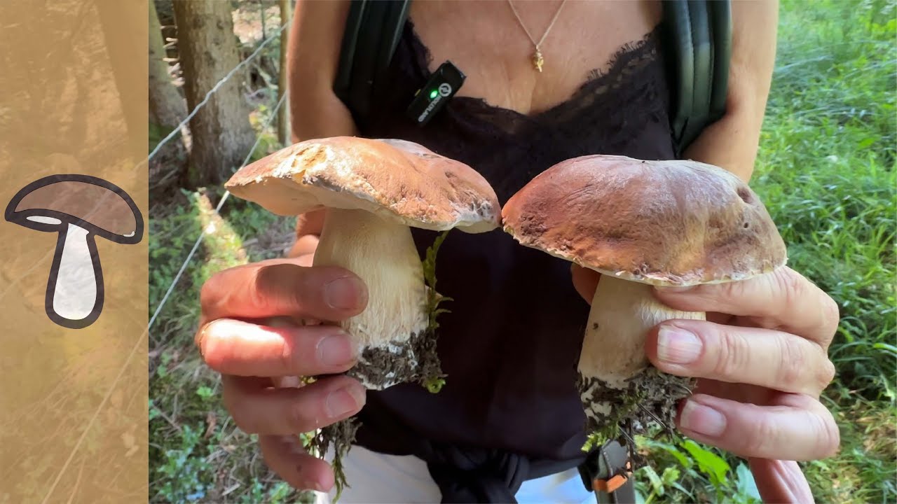 🍄PILZVIELFALT ANFANG AUGUST - GROSSE PILZTOUR MIT GROSSER ÜBERRASCHUNG