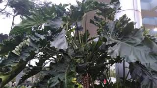Tanaman hias sente raksasa