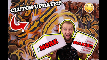 AMAZING BALL PYTHON CLUTCH UPDATE AND UNBOXING NEW SNAKES!