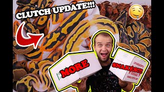 Amazing Ball Python Clutch Update And Unboxing New Snakes