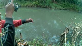 mancing ikan Wader Beunteur di Sungai Cibening umpan Geleng mancing ikan Wader Beunteur di Sungai Cibening umpan Geleng