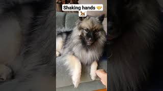 Nuppi #shake hand #keeshond #dog #cute #puppy