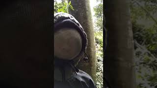 Kengerian memanen Madu dari owner Honey Syaima 1