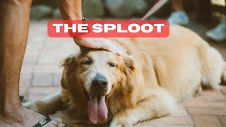 Spreading Out in Style: Decoding the Adorable Doggy Phenomenon – The Sploot screenshot 2