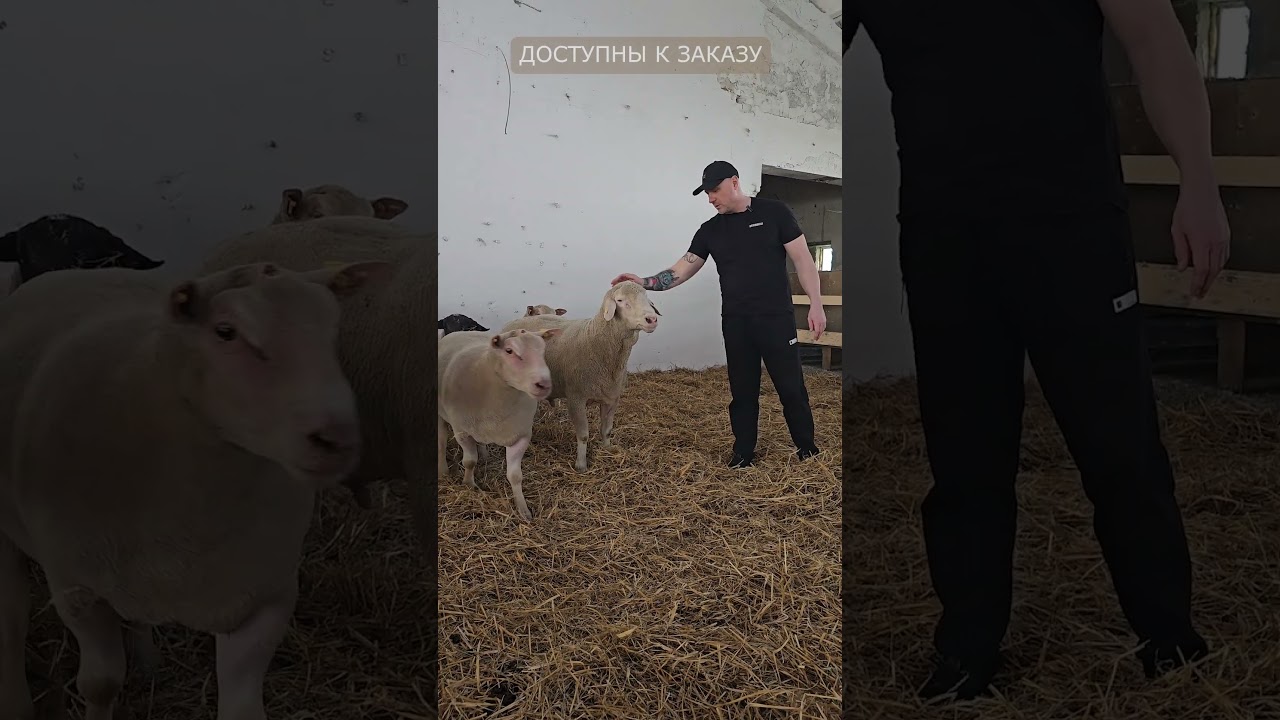 Элитные бараны Суффолк, Шароле, Бергшаф I В наличии в Нальчике