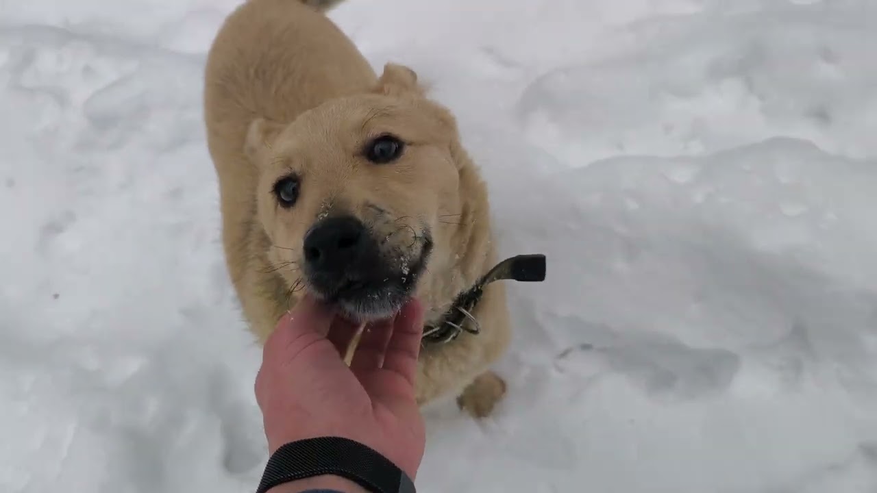 ASMR We Found Something Hidden in the Snowy Forest...