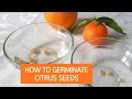 How To Germinate Citrus Seeds | Grow Citrus Trees From Seed