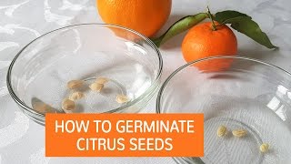 How To Germinate Citrus Seeds | Grow Citrus Trees From Seed