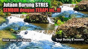 TERAPI BURUNG STRES SANGAT AMPUH‼️Untuk semua jenis burung