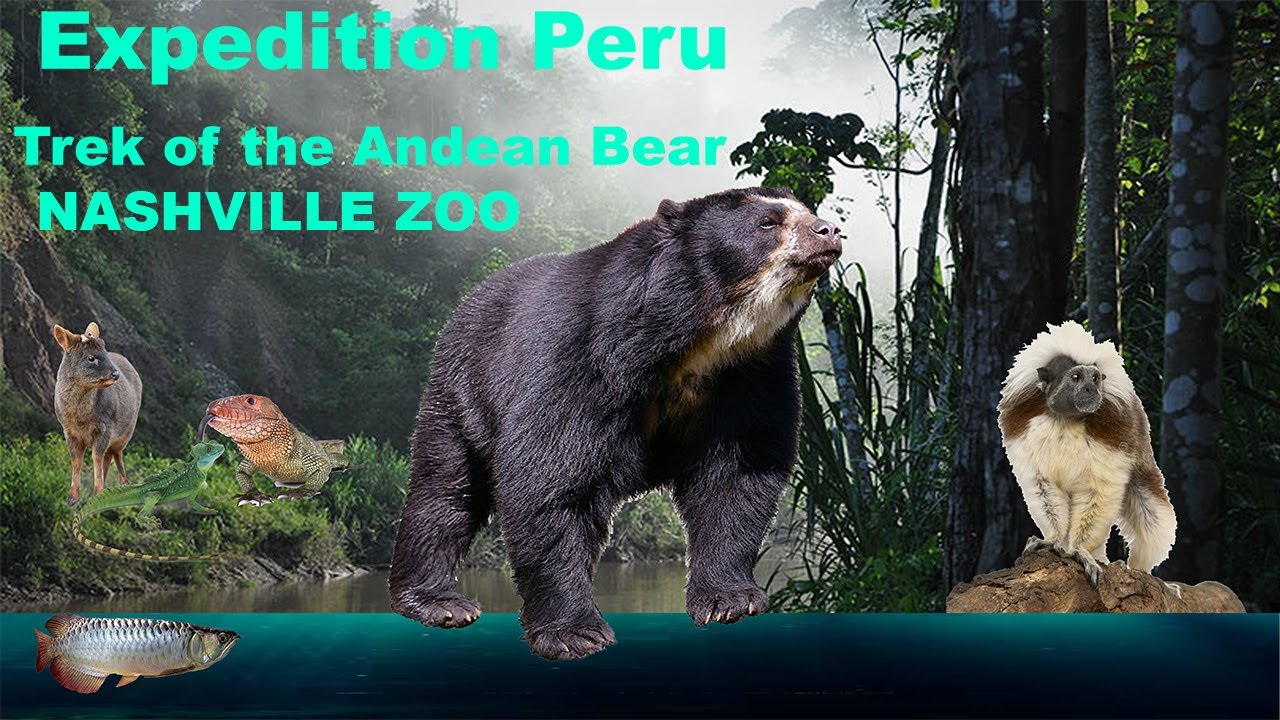 expedition peru trek of the andean bear photos