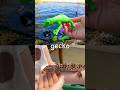 Kids Learn at the Lake | Animal Names: Alpaca African Buffalo Gecko Axolotl African Wild Dog