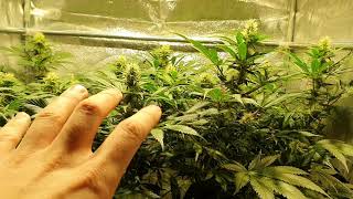 Master Kush, Orange Juice & Living Soil Update #4