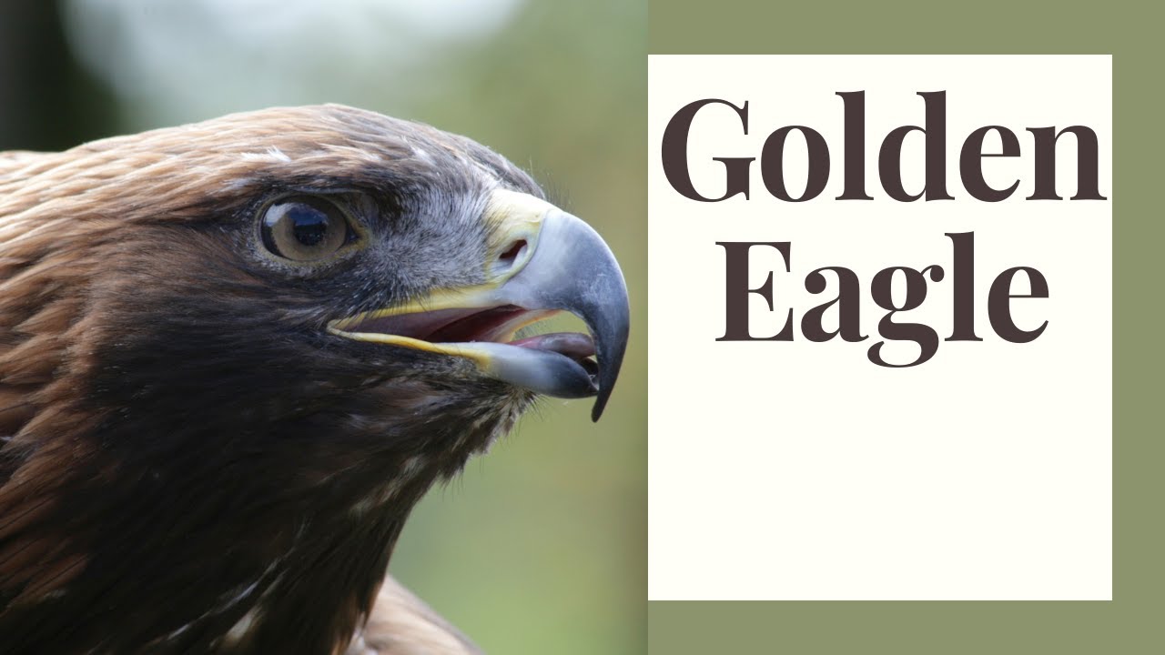 The Majestic Golden Eagle YouTube