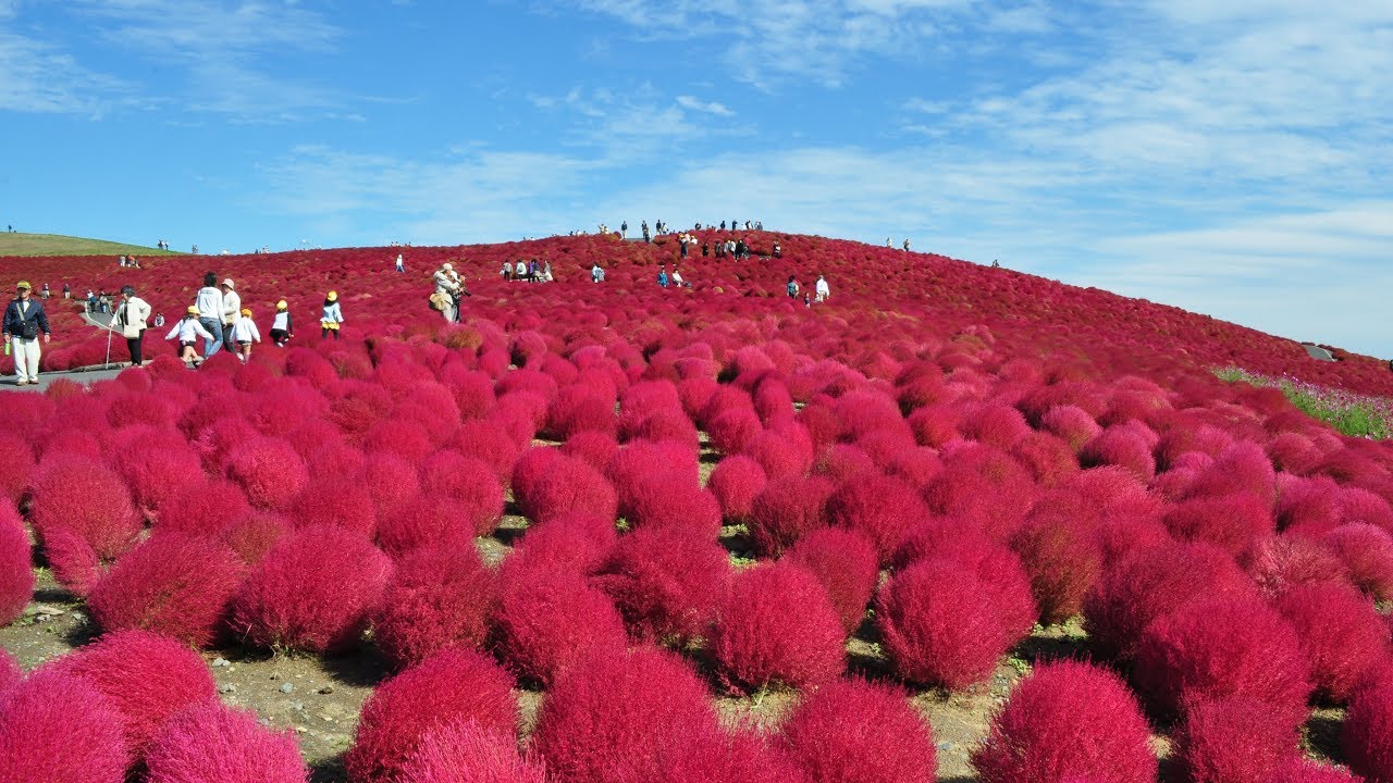 ひたち海浜公園 緑コキア 赤コキア Green Kokia Red Kokia 無音 Youtube