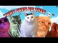 Funniest cat memes i found on the internet#catmeme #catmeme #relatable