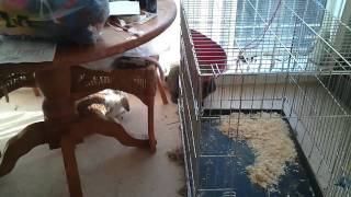 Rabbits fighting