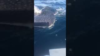 Whale shark Byron Bay