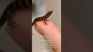 How Geckos Climb Walls Without Falling Off?