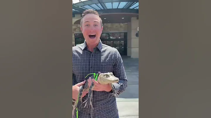 I Walk My ALLIGATOR Into A Hotel!!! #shorts