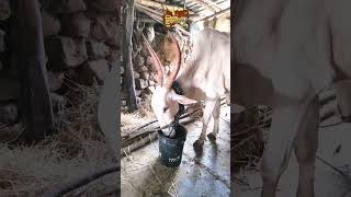 खिल्लार बैल | महाराष्ट्रातील अस्सल खिल्लार बैलांचे व्हिडिओ | Khillar Bull Maharashtra