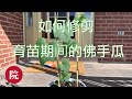 【彬彬有院】种 •1074育苗中的佛手瓜是否需要修剪，如何修剪，看看育苗中的佛手瓜现在怎么样了//一点经验和大家分享，不是专家，意见仅供参考😄