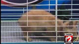 SPCA Sunday Visit