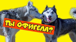 Любовница Бублика!! (Хаски Бандит) Говорящая Собака