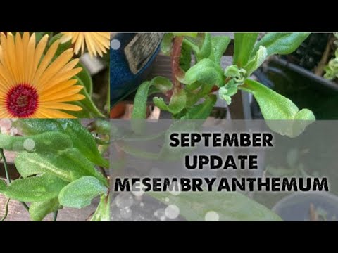 September update and repot mesembryanthemum/ living stone daisy ice plants